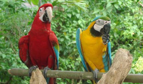 Dia Internacional da Biodiversidade