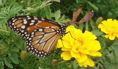 A vida &eacute; o bem maior