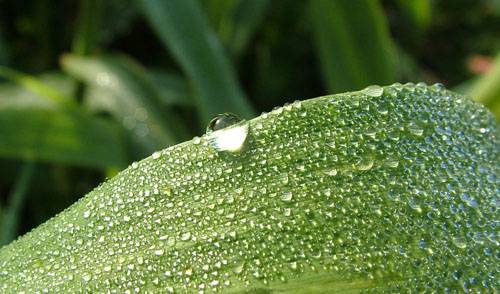 Aquela gota de orvalho