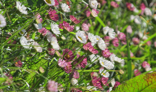 Restam esperan&ccedil;as