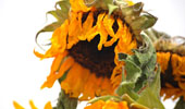 Flores murchas